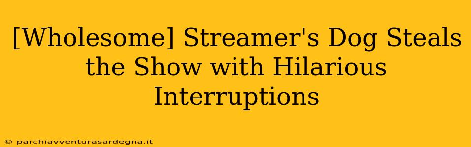 [Wholesome] Streamer's Dog Steals the Show with Hilarious Interruptions
